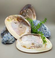 Large Abalone Shell