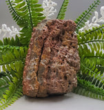 Fossilized Coral