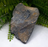 Trilobite Fossil