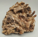 Fossilized Coral