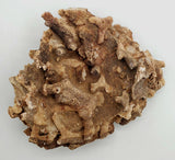 Fossilized Coral