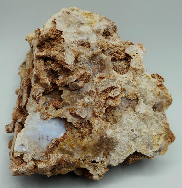 Fossilized Coral