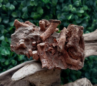 Fossilized Coral