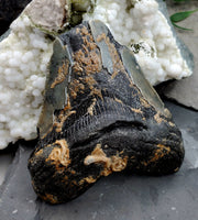 Megalodon Tooth