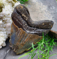 Megalodon Tooth