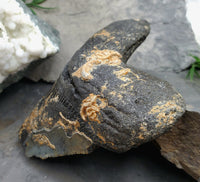 Megalodon Tooth