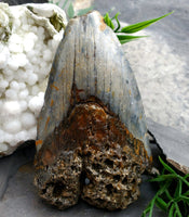 Megalodon Tooth