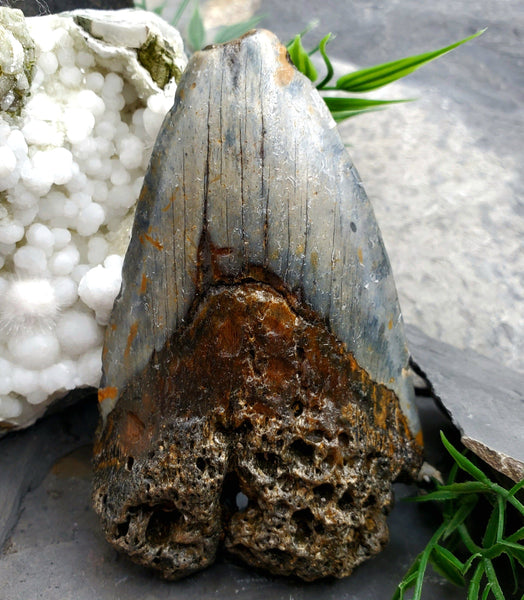 Megalodon Tooth