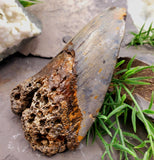 Megalodon Tooth