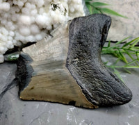 Megalodon Tooth