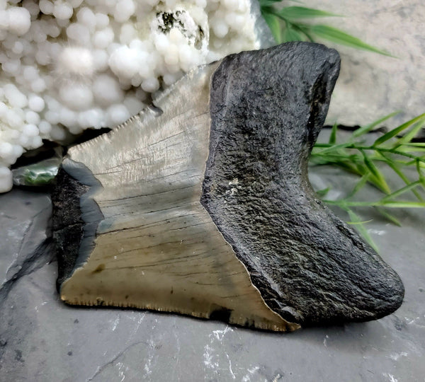 Megalodon Tooth