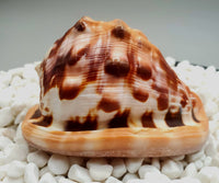 Indonesian Shell