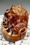 Indonesian Shell