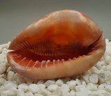 Indonesian Shell