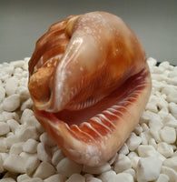 Indonesian Shell