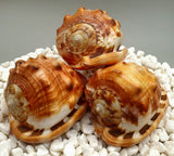 Indonesian Shell