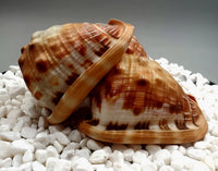 Indonesian Shell