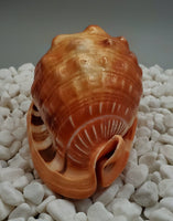 Indonesian Shell