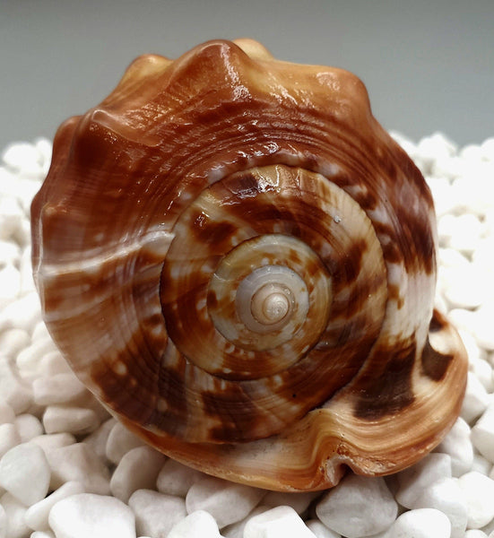 Indonesian Shell