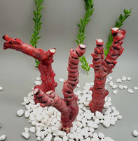 Bamboo Coral (Red)