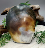 Seashell Trinket Box