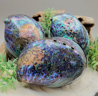 Abalone Shell Trinket Box