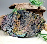 Abalone Shell Trinket Box (Copy)