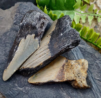 Megalodon Tooth