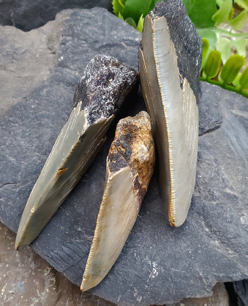 Megalodon Tooth