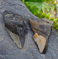 Megalodon Tooth