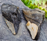 Megalodon Tooth