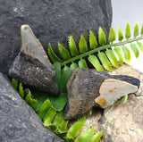 Megalodon Tooth