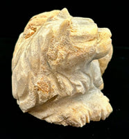 Fossilized Coral Cat Carving