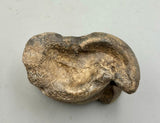 Prehistoric Bison Bone