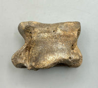 Prehistoric Bison Bone