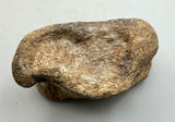 Prehistoric Bison Bone