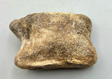 Prehistoric Bison Bone