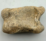 Prehistoric Bison Bone