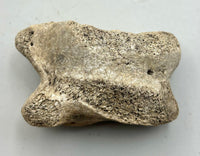 Prehistoric Bison Bone