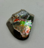 Polished Ammolite Specimen