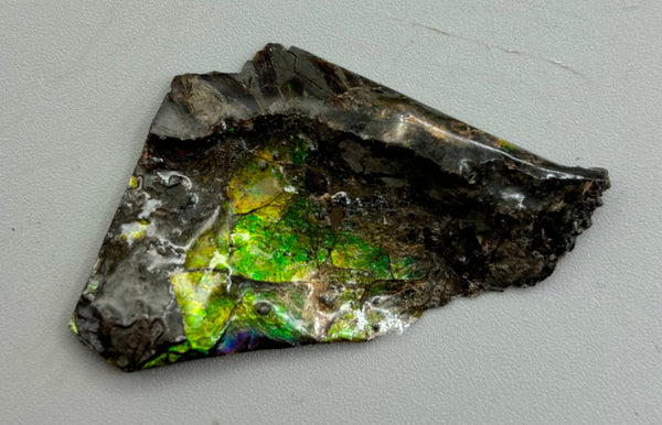 Polished Ammolite Specimen