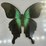 Preserved Butterfly