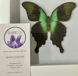 Preserved Butterfly