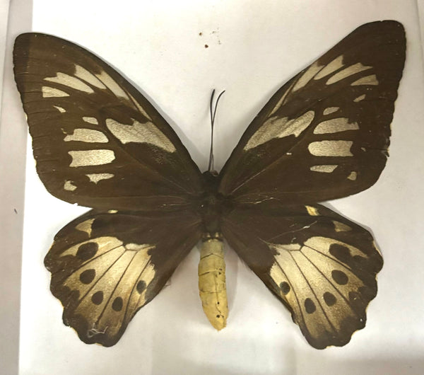 Preserved Butterfly