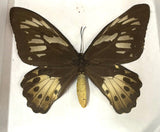 Preserved Butterfly