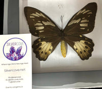 Preserved Butterfly