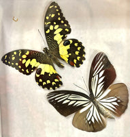 Preserved Butterfly