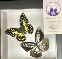 Preserved Butterfly