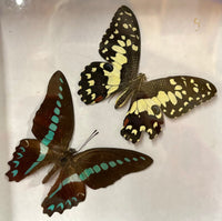 Preserved Butterfly