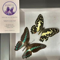 Preserved Butterfly